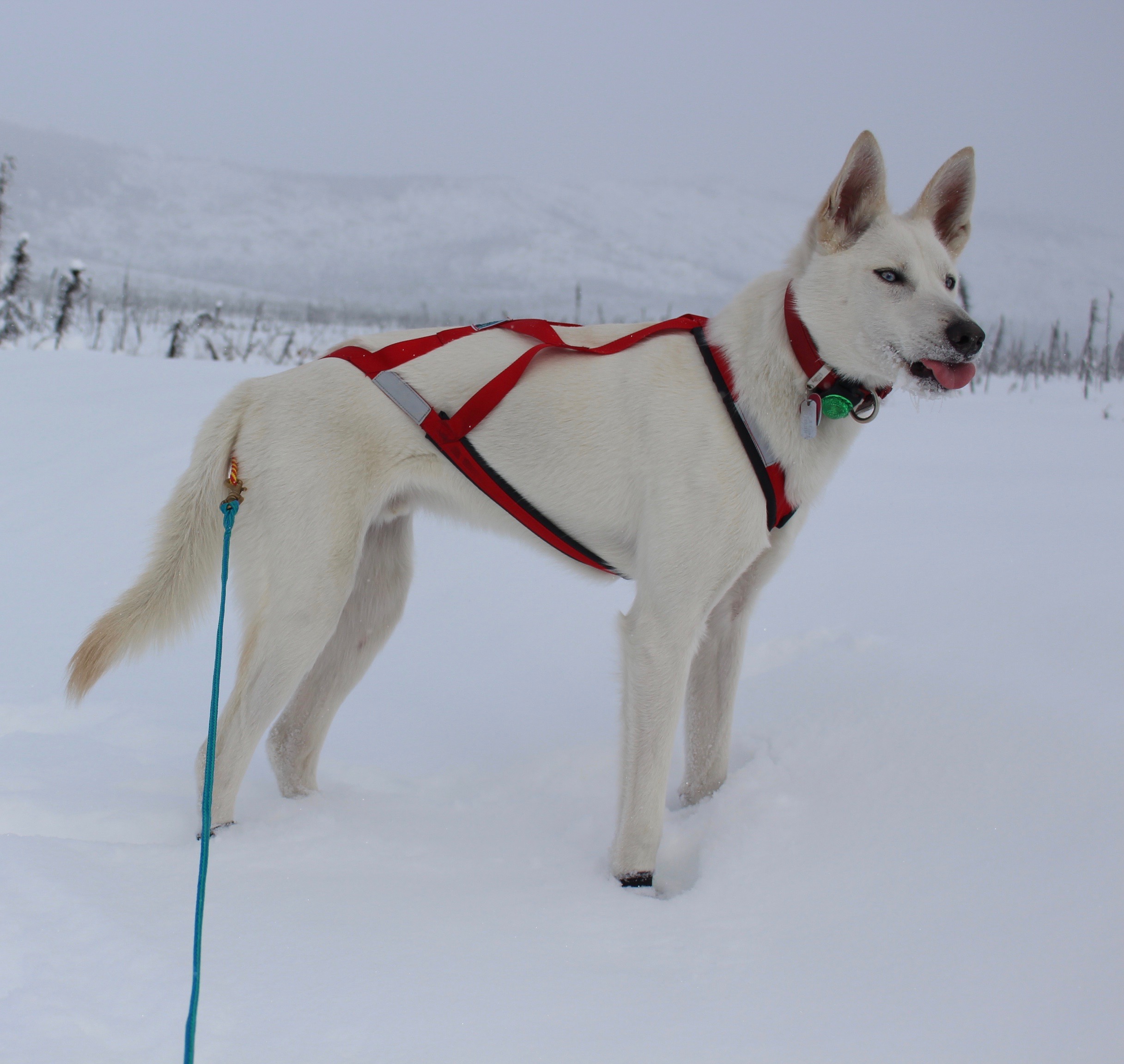 Skijoring husky sales